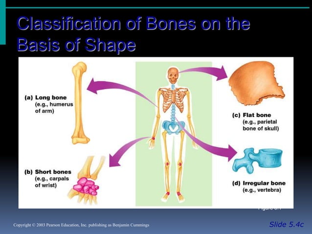 BONES TYPES STRUCTURE AND FUNCTION visual data 3