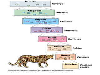introduction of botany-1.pptx