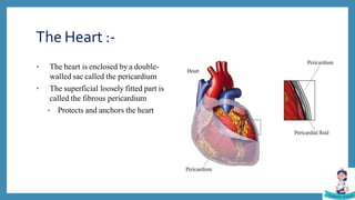 Introduction of cardiovascular system | PPTX