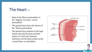 Introduction of cardiovascular system | PPTX