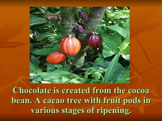 Chocolate Introduction Introduction Of Chocolates | PPT