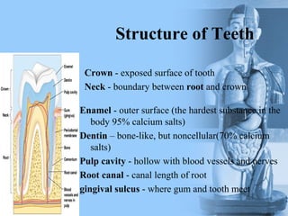 Structure of Teeth
Crown - exposed surface of tooth
Neck - boundary between root and crown
Enamel - outer surface (the hardest substance in the
body 95% calcium salts)
Dentin – bone-like, but noncellular(70% calcium
salts)
Pulp cavity - hollow with blood vessels and nerves
Root canal - canal length of root
gingival sulcus - where gum and tooth meet
 