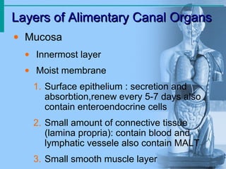 Layers of Alimentary Canal Organs
Layers of Alimentary Canal Organs
• Mucosa
• Innermost layer
• Moist membrane
1. Surface epithelium : secretion and
absorbtion,renew every 5-7 days also
contain enteroendocrine cells
2. Small amount of connective tissue
(lamina propria): contain blood and
lymphatic vessele also contain MALT
3. Small smooth muscle layer
 
