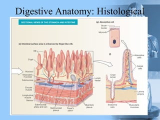 Digestive Anatomy: Histological
 