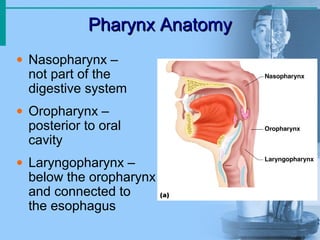 Pharynx Anatomy
Pharynx Anatomy
• Nasopharynx –
not part of the
digestive system
• Oropharynx –
posterior to oral
cavity
• Laryngopharynx –
below the oropharynx
and connected to
the esophagus
 