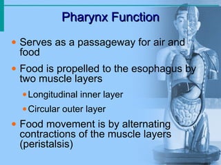 Pharynx Function
Pharynx Function
• Serves as a passageway for air and
food
• Food is propelled to the esophagus by
two muscle layers
•Longitudinal inner layer
•Circular outer layer
• Food movement is by alternating
contractions of the muscle layers
(peristalsis)
 