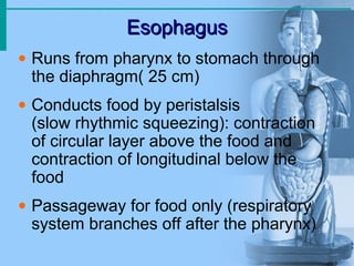 Esophagus
Esophagus
• Runs from pharynx to stomach through
the diaphragm( 25 cm)
• Conducts food by peristalsis
(slow rhythmic squeezing): contraction
of circular layer above the food and
contraction of longitudinal below the
food
• Passageway for food only (respiratory
system branches off after the pharynx)
 
