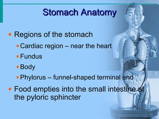 Stomach Anatomy
Stomach Anatomy
• Regions of the stomach
•Cardiac region – near the heart
•Fundus
•Body
•Phylorus – funnel-shaped terminal end
• Food empties into the small intestine at
the pyloric sphincter
 