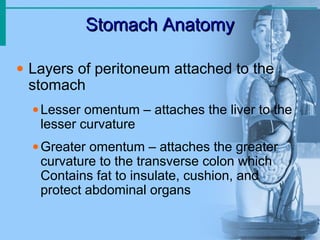 Stomach Anatomy
Stomach Anatomy
• Layers of peritoneum attached to the
stomach
•Lesser omentum – attaches the liver to the
lesser curvature
•Greater omentum – attaches the greater
curvature to the transverse colon which
Contains fat to insulate, cushion, and
protect abdominal organs
 
