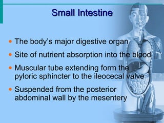 Small Intestine
Small Intestine
• The body’s major digestive organ
• Site of nutrient absorption into the blood
• Muscular tube extending form the
pyloric sphincter to the ileocecal valve
• Suspended from the posterior
abdominal wall by the mesentery
 