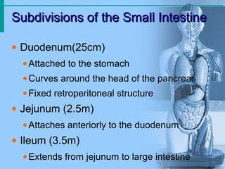 Subdivisions of the Small Intestine
Subdivisions of the Small Intestine
• Duodenum(25cm)
•Attached to the stomach
•Curves around the head of the pancreas
•Fixed retroperitoneal structure
• Jejunum (2.5m)
•Attaches anteriorly to the duodenum
• Ileum (3.5m)
•Extends from jejunum to large intestine
 