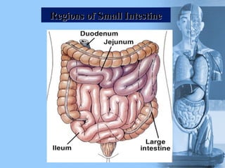 Regions
Regions of Small Intestine
of Small Intestine
 