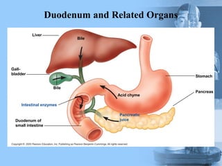 Duodenum and Related Organs
Liver
Bile
Gall-
bladder
Bile
Duodenum of
small intestine
Acid chyme
Pancreatic
juice
Intestinal enzymes
Stomach
Pancreas
 