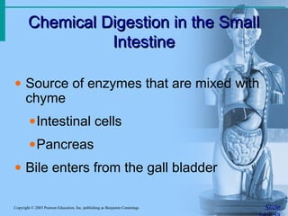 Chemical Digestion in the Small
Chemical Digestion in the Small
Intestine
Intestine
Slide
Copyright © 2003 Pearson Education, Inc. publishing as Benjamin Cummings
• Source of enzymes that are mixed with
chyme
•Intestinal cells
•Pancreas
• Bile enters from the gall bladder
 