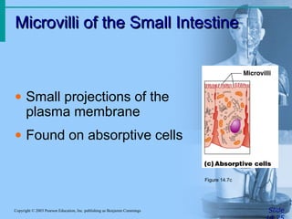 Microvilli of the Small Intestine
Microvilli of the Small Intestine
Slide
Copyright © 2003 Pearson Education, Inc. publishing as Benjamin Cummings
• Small projections of the
plasma membrane
• Found on absorptive cells
Figure 14.7c
 