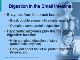 Digestion in the Small Intestine
Digestion in the Small Intestine
Slide
Copyright © 2003 Pearson Education, Inc. publishing as Benjamin Cummings
• Enzymes from the brush border
•Break double sugars into simple sugars
•Complete some protein digestion
• Pancreatic enzymes play the major
digestive function
•Help complete digestion of starch
(pancreatic amylase)
•Carry out about half of all protein digestion
(trypsin, etc.)
 