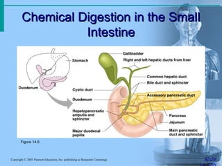 Chemical Digestion in the Small
Chemical Digestion in the Small
Intestine
Intestine
Slide
Copyright © 2003 Pearson Education, Inc. publishing as Benjamin Cummings
Figure 14.6
 