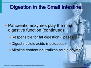 Digestion in the Small Intestine
Digestion in the Small Intestine
Slide
Copyright © 2003 Pearson Education, Inc. publishing as Benjamin Cummings
• Pancreatic enzymes play the major
digestive function (continued)
•Responsible for fat digestion (lipase)
•Digest nucleic acids (nucleases)
•Alkaline content neutralizes acidic chyme
 