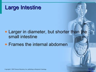 Large Intestine
Large Intestine
Slide
Copyright © 2003 Pearson Education, Inc. publishing as Benjamin Cummings
• Larger in diameter, but shorter than the
small intestine
• Frames the internal abdomen
 