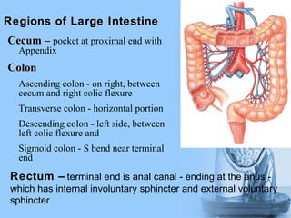 Cecum
Cecum –
– pocket at proximal end with
Appendix
Colon
Colon
Ascending colon - on right, between
cecum and right colic flexure
Transverse colon - horizontal portion
Descending colon - left side, between
left colic flexure and
Sigmoid colon - S bend near terminal
end
Regions of Large Intestine
Regions of Large Intestine
Rectum
Rectum –
– terminal end is anal canal - ending at the anus -
which has internal involuntary sphincter and external voluntary
sphincter
 
