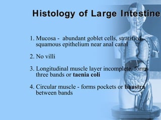 1. Mucosa - abundant goblet cells, stratified
squamous epithelium near anal canal
2. No villi
3. Longitudinal muscle layer incomplete, forms
three bands or taenia coli
4. Circular muscle - forms pockets or haustra
between bands
Histology of Large Intestine
Histology of Large Intestine
 