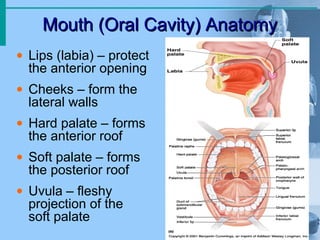 Mouth (Oral Cavity) Anatomy
Mouth (Oral Cavity) Anatomy
• Lips (labia) – protect
the anterior opening
• Cheeks – form the
lateral walls
• Hard palate – forms
the anterior roof
• Soft palate – forms
the posterior roof
• Uvula – fleshy
projection of the
soft palate
 