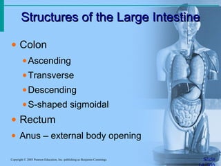 Structures of the Large Intestine
Structures of the Large Intestine
Slide
Copyright © 2003 Pearson Education, Inc. publishing as Benjamin Cummings
• Colon
•Ascending
•Transverse
•Descending
•S-shaped sigmoidal
• Rectum
• Anus – external body opening
 