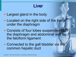 Liver
Liver
Slide
Copyright © 2003 Pearson Education, Inc. publishing as Benjamin Cummings
• Largest gland in the body
• Located on the right side of the body
under the diaphragm
• Consists of four lobes suspended from
the diaphragm and abdominal wall by
the falciform ligament
• Connected to the gall bladder via the
common hepatic duct
 