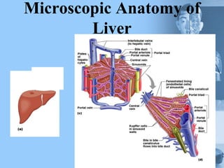 Microscopic Anatomy of
Liver
 