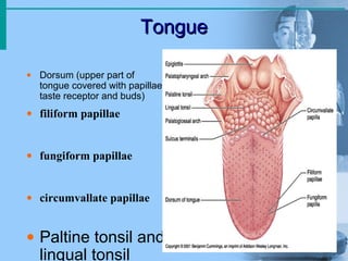 Tongue
Tongue
• Dorsum (upper part of
tongue covered with papillae
taste receptor and buds)
• filiform papillae
• fungiform papillae
• circumvallate papillae
• Paltine tonsil and
lingual tonsil
 