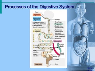 Processes of the Digestive System
Processes of the Digestive System
Slide
 