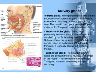 Salivary glands
-Parotid gland: In the parotid fossa, three main
structures transverse this gland – facial nerve,
external carotid artery, and retromandibular
vein. The parotid duct opens near the upper 2nd
molar tooth. The gland is completely serous.
- Submandibular gland: Sitting most
posteriorly in the submandibular triangle, it is
supplied by the facial artery and vein.
Submandibular ducts, which cross the lingual
nerves, open on both sides of the tongue
frenulum. It is mostly serous but partially
mucus,.
- Sublingual gland: The smallest salivary
gland sits beneath the oral mucosa in the floor
of the mouth. It has multiple small openings.
This gland is almost completely mucus-
secreting.
 