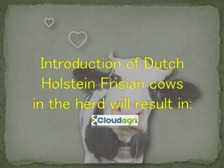 Dutch Holstein Friesian cows Benefits