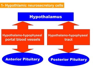 1- Hypothlamic neurosecretory cells
Hypothalamus
Hypothalamo-hypophyseal
portal blood vessels
Anterior Pituitary
Hypothalamo-hypophyseal
tract
Posterior Pituitary
 