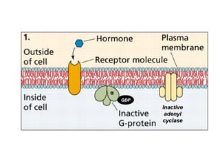 GDP
Inactive
adenyl
cyclase
α
 
