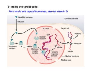 2- Inside the target cells:
For steroid and thyroid hormones, also for vitamin D.
 