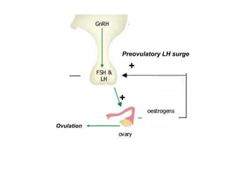 +
+
Preovulatory LH surge
Ovulation
 