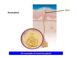 Sweat gland
An example of exocrine gland
Duct
 