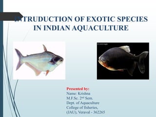 INTRUDUCTION OF EXOTIC SPECIES
IN INDIAN AQUACULTURE
Presented by:
Name: Krishna
M.F.Sc. 2nd Sem.
Dept. of Aquaculture
College of fisheries,
(JAU), Veraval - 362265
 