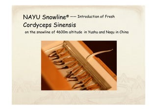 NAYU Snowline® —— Introduction of Fresh
Cordyceps Sinensis
on the snowline of 4600m altitude in Yushu and Naqu in China
 