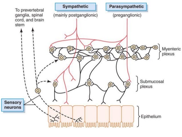 Introduction of gastrointestinal tract