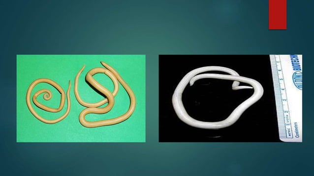 Introduction of helminthology | PPTX