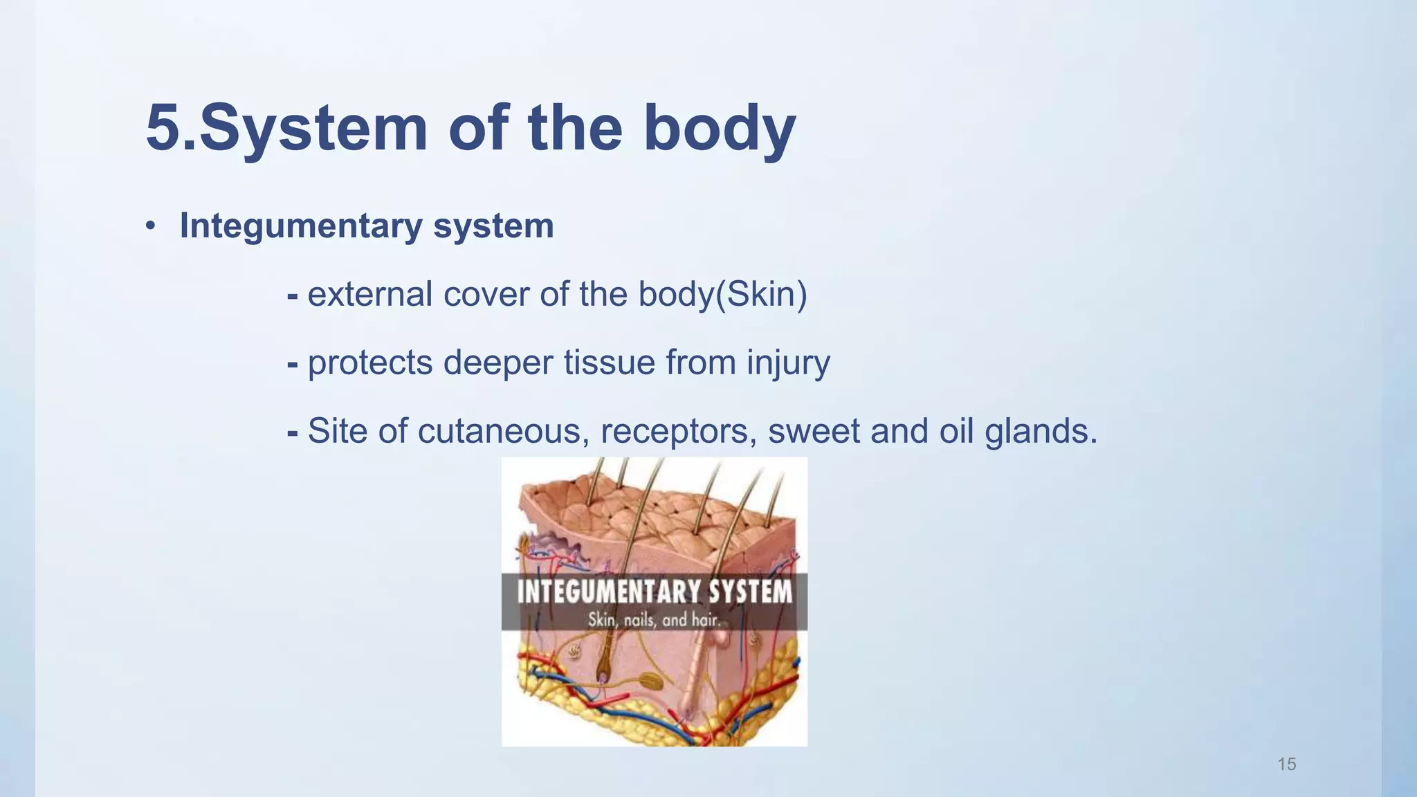 5.System of the body
• Integumentary system
- external cover of the body(Skin)
- protects deeper tissue from injury
- Site of cutaneous, receptors, sweet and oil glands.
15
 