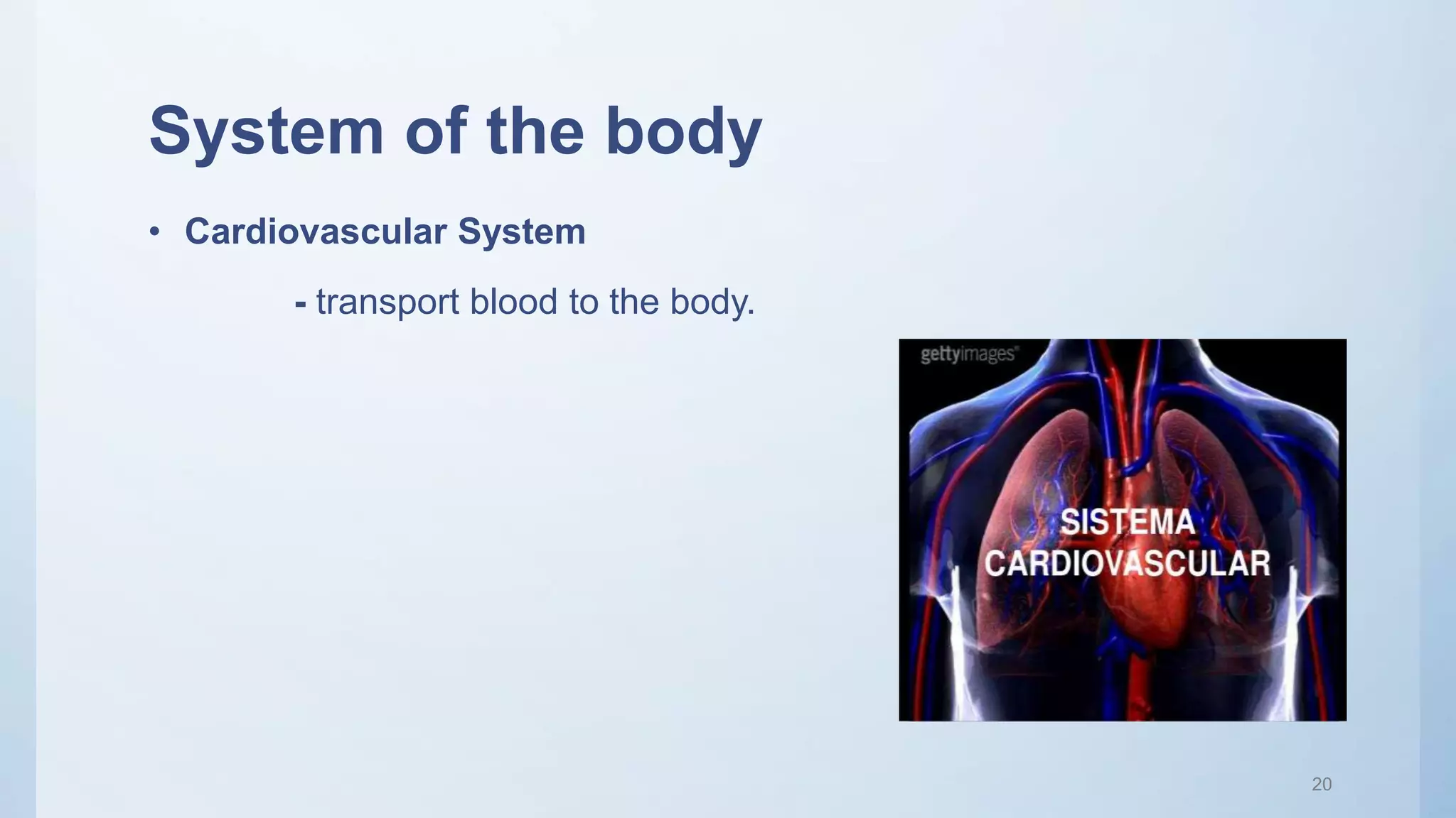 System of the body
• Cardiovascular System
- transport blood to the body.
20
 