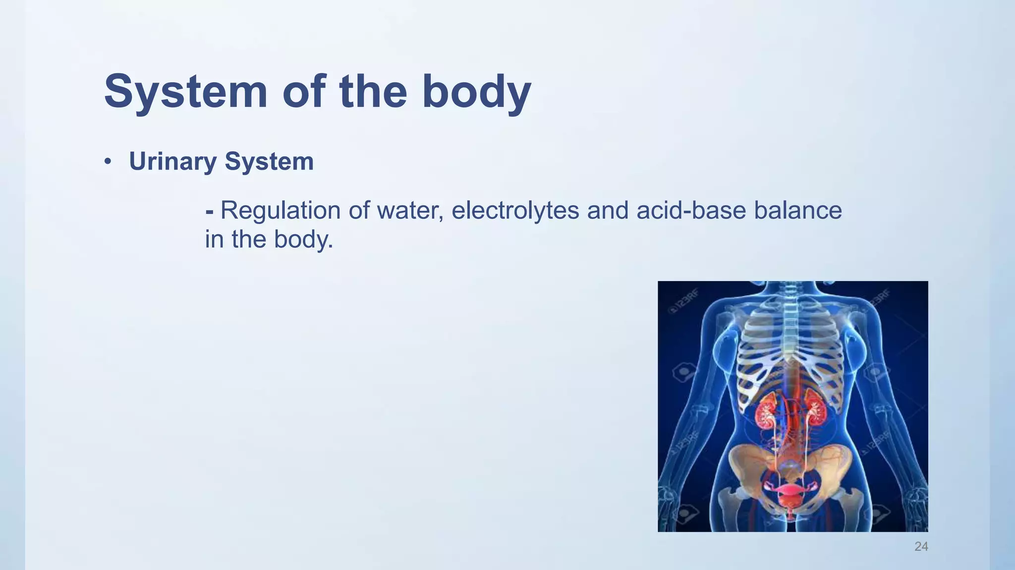 System of the body
• Urinary System
- Regulation of water, electrolytes and acid-base balance
in the body.
24
 