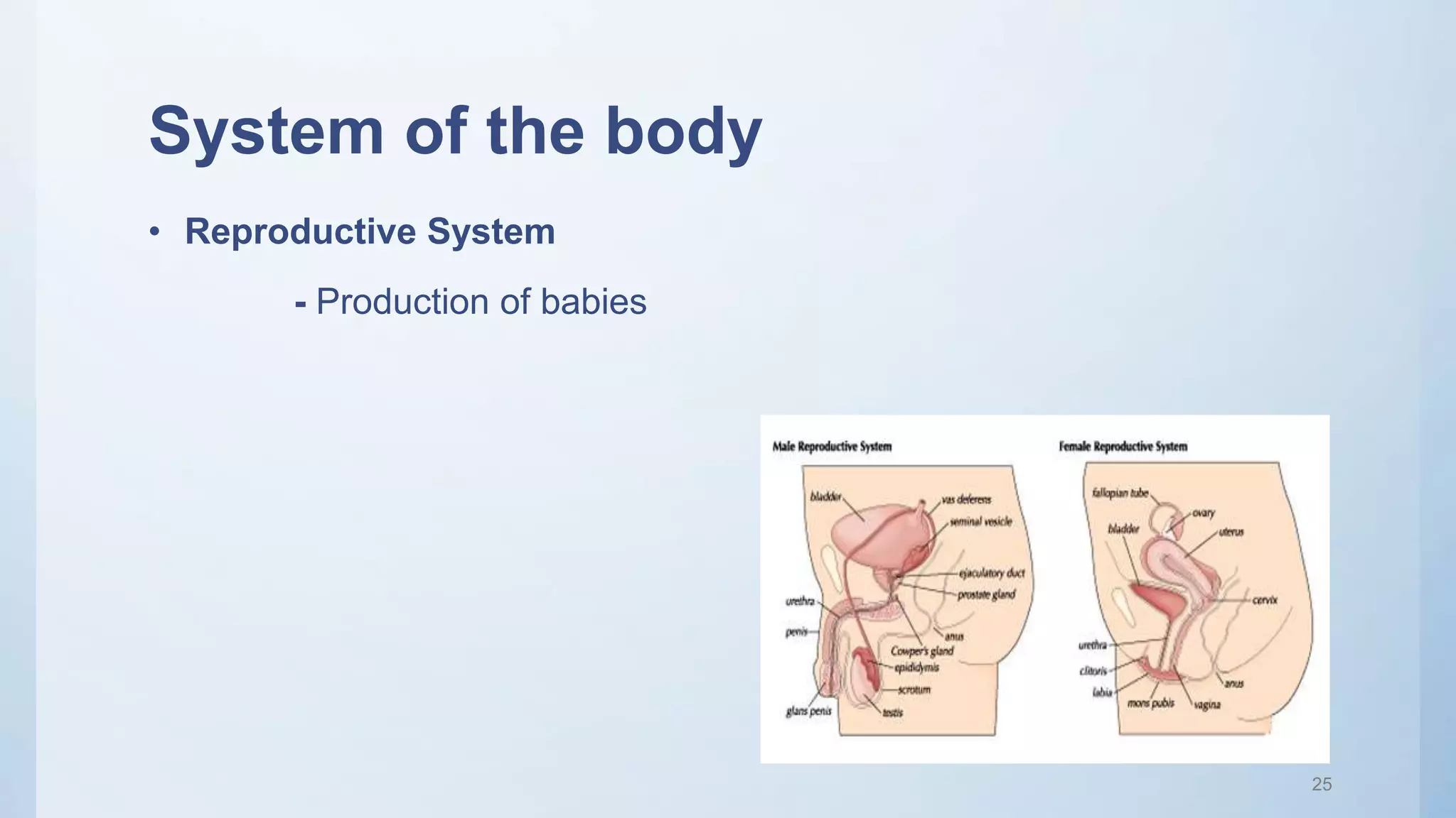 System of the body
• Reproductive System
- Production of babies
25
 