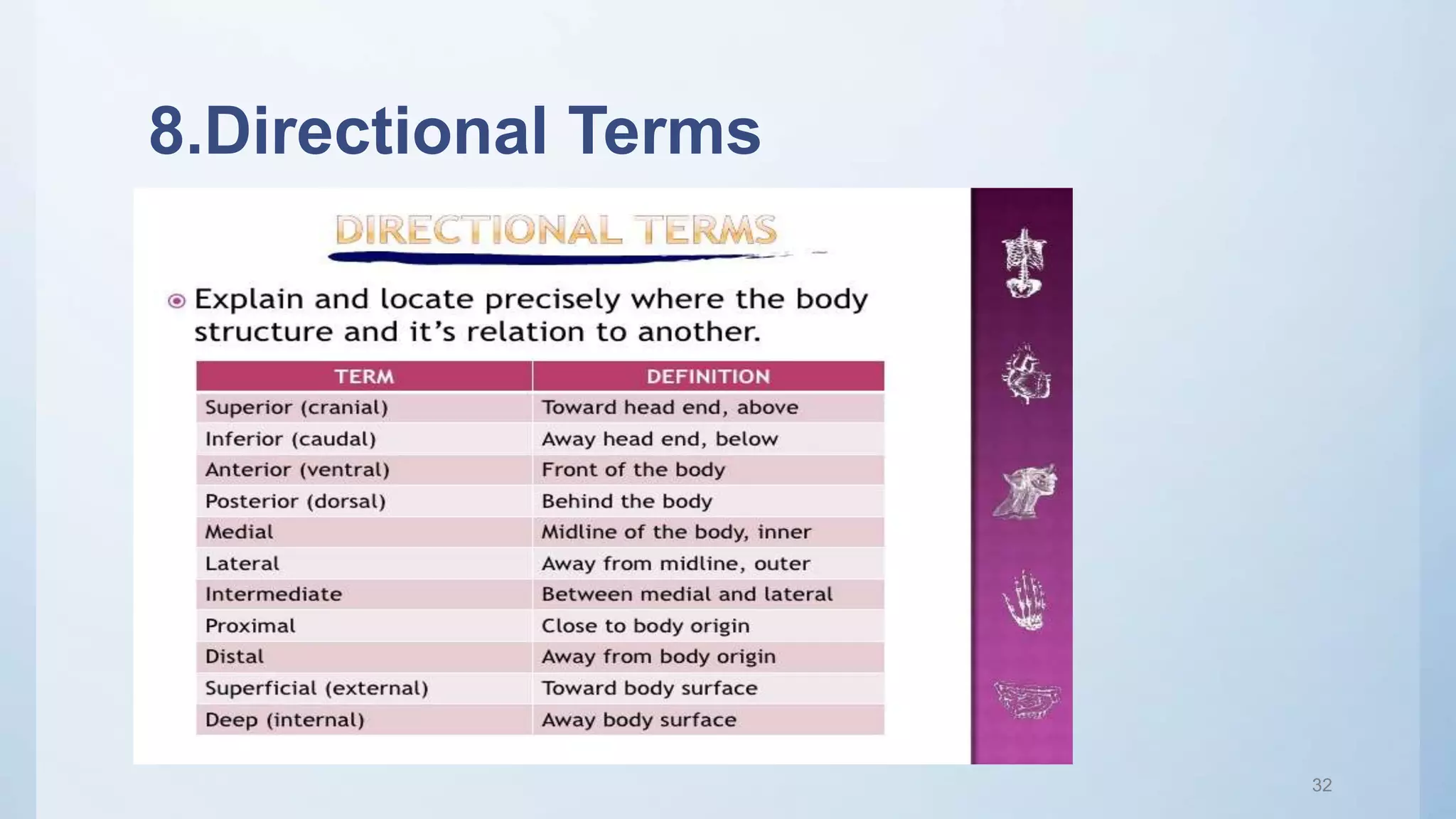 8.Directional Terms
32
 