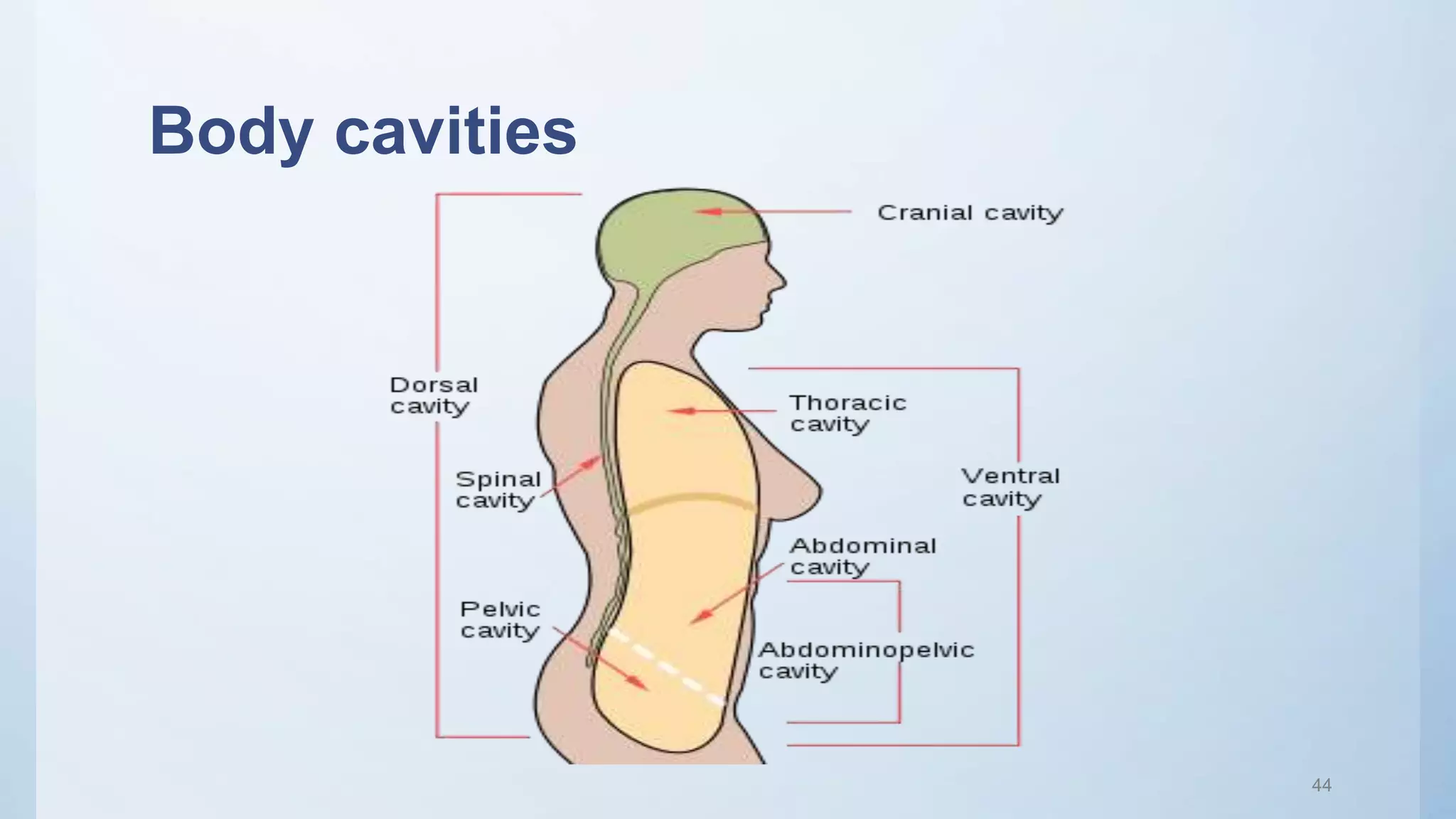 Body cavities
44
 
