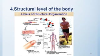 Introduction of human body | PPTX
