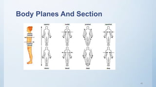 Introduction of human body | PPTX